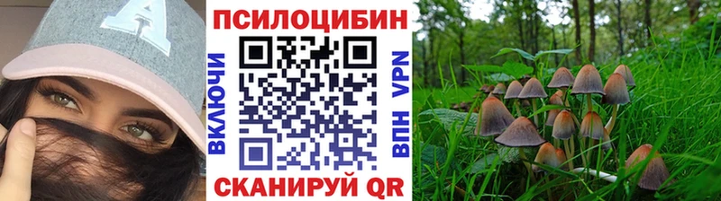 Псилоцибиновые грибы Cubensis  kraken онион  Терек  где купить наркоту 